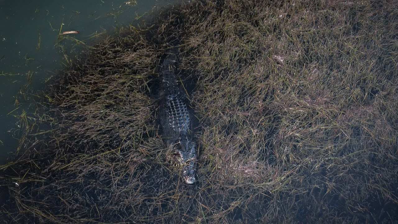 一条深色鳄鱼浮在长满水草的绿色水面上